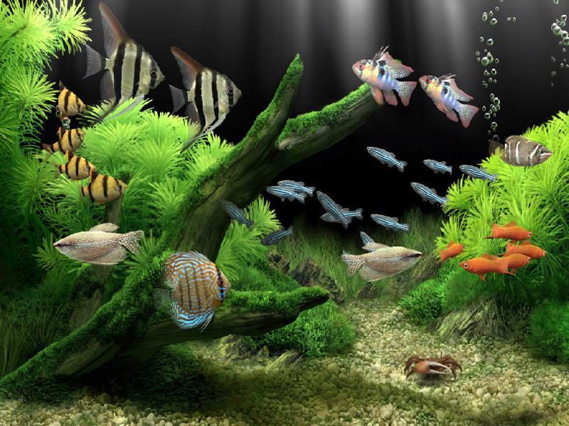 dream aquarium windows 8.1